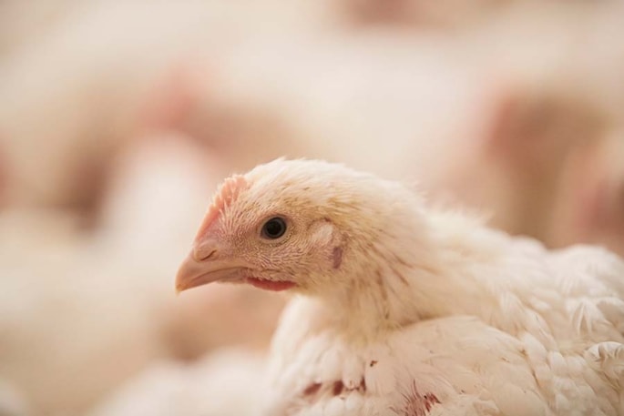 Small white chicken looking to left